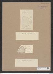 Stictodiscus sp. (de-Toni-Nr.: Genus 205) Zeichnungen Sammlung Grunow Nr. 9080 (NHMW-BOT-W0378834)